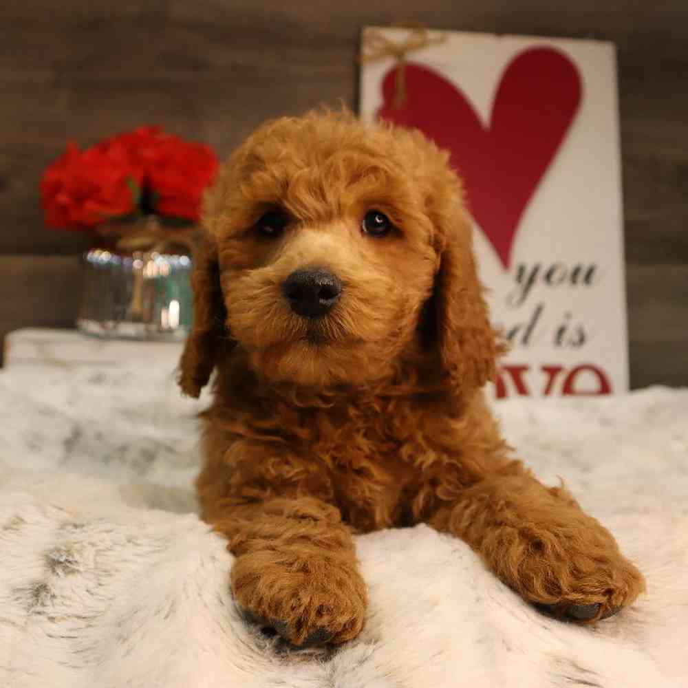 Male Mini Labradoodle Puppy for Sale in Blaine, MN
