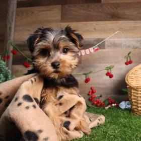 Yorkshire Terrier