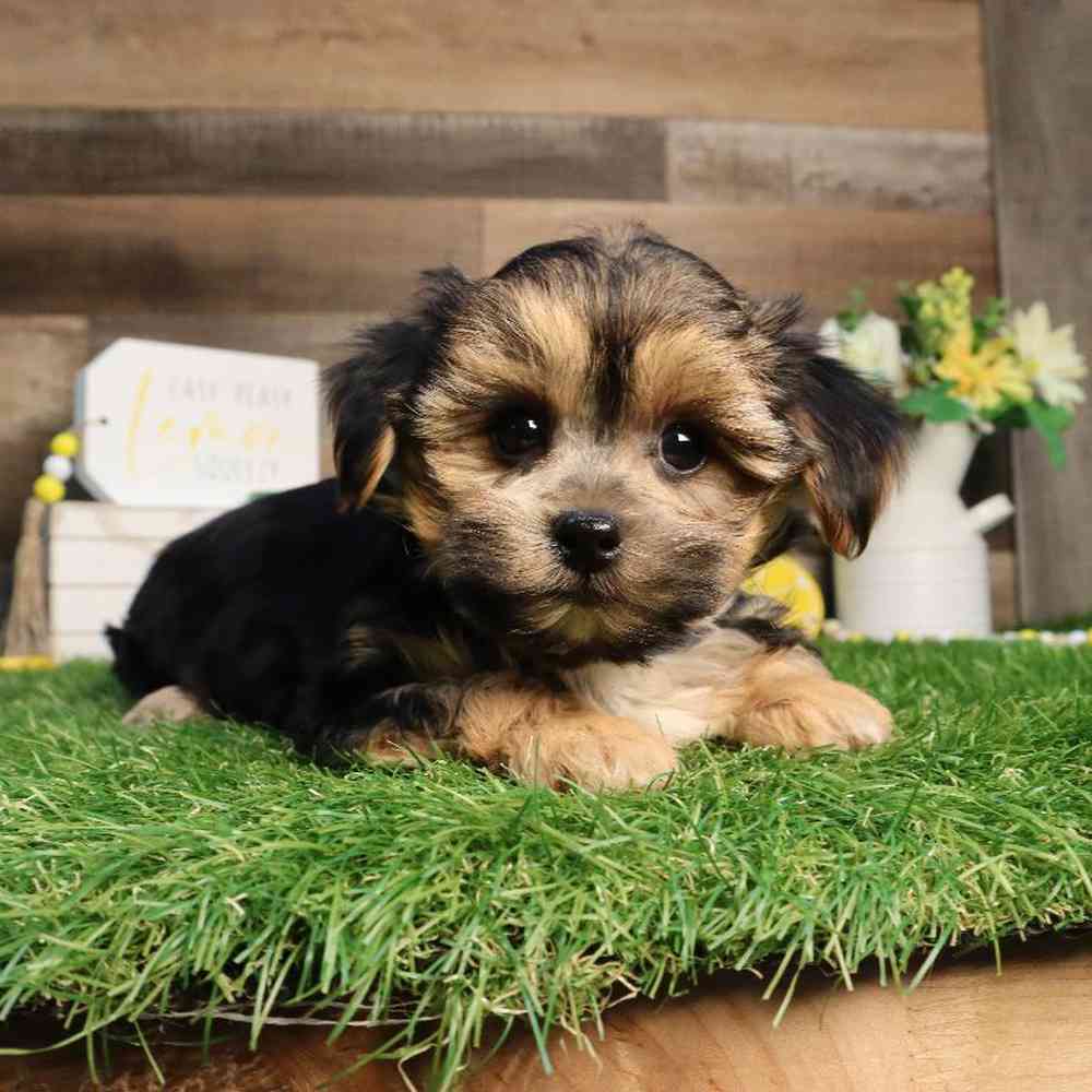 Yochon Puppy for sale - Four Paws and a Tail