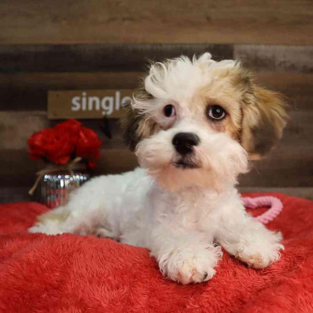 carousel pet images