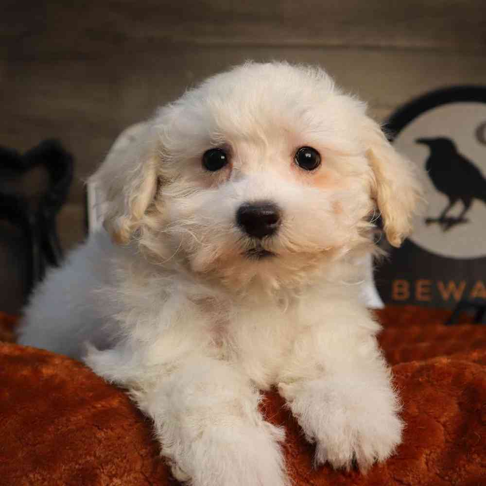 Dog Breeds Maltese Dogs Maltese Standard Poodle Mix Maltipoo Puppy