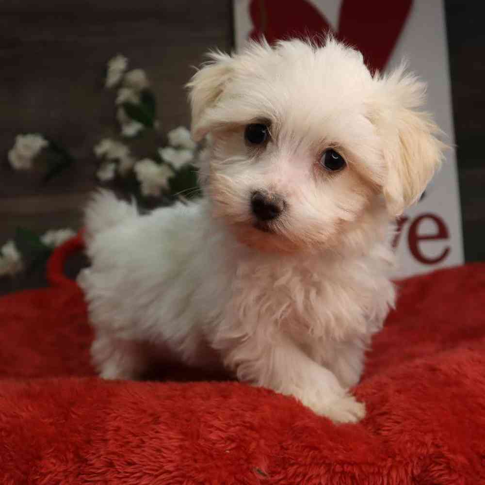 Female Maltese Puppy for Sale in Blaine, MN