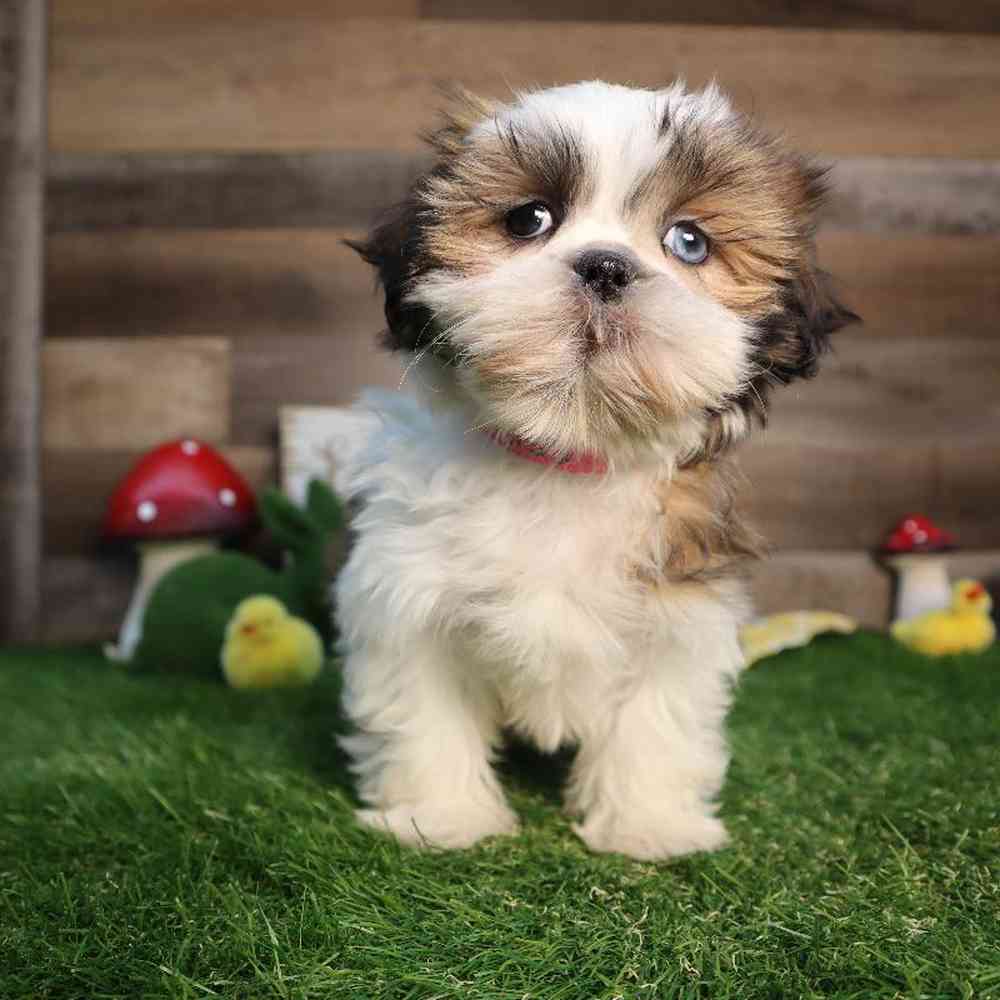 carousel pet images