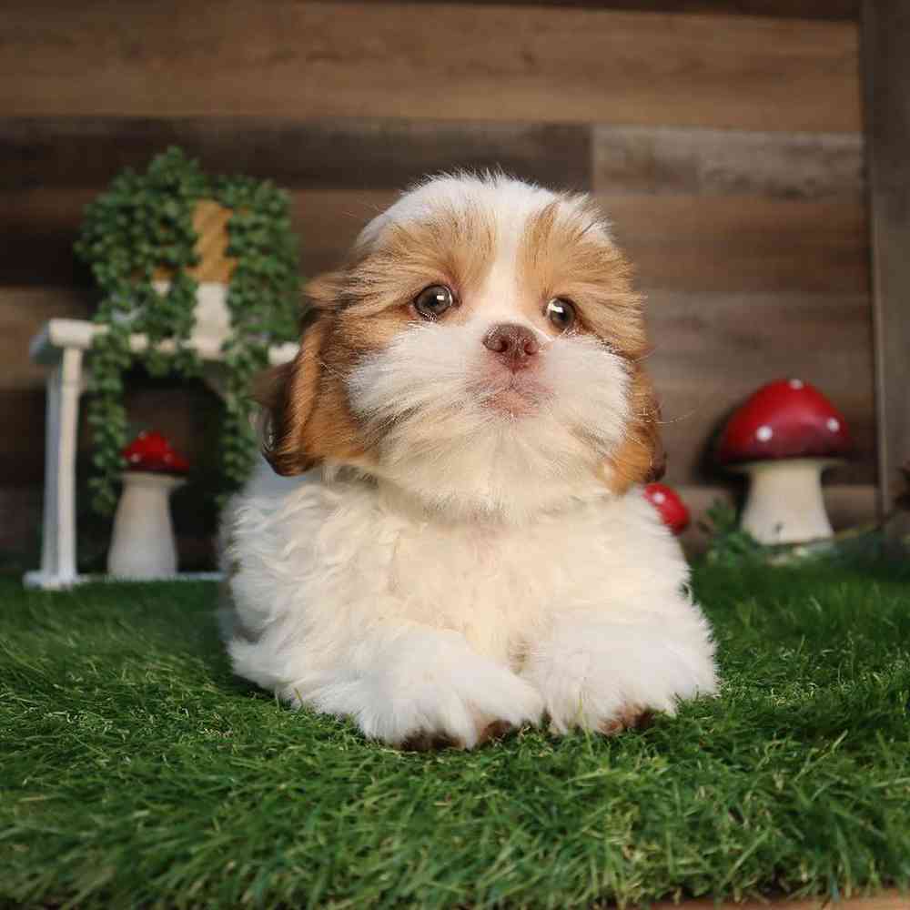 carousel pet images