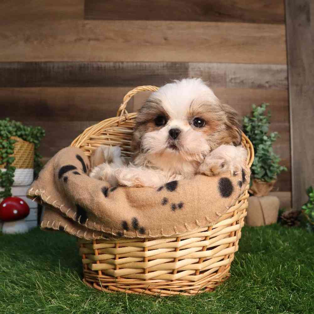 carousel pet images