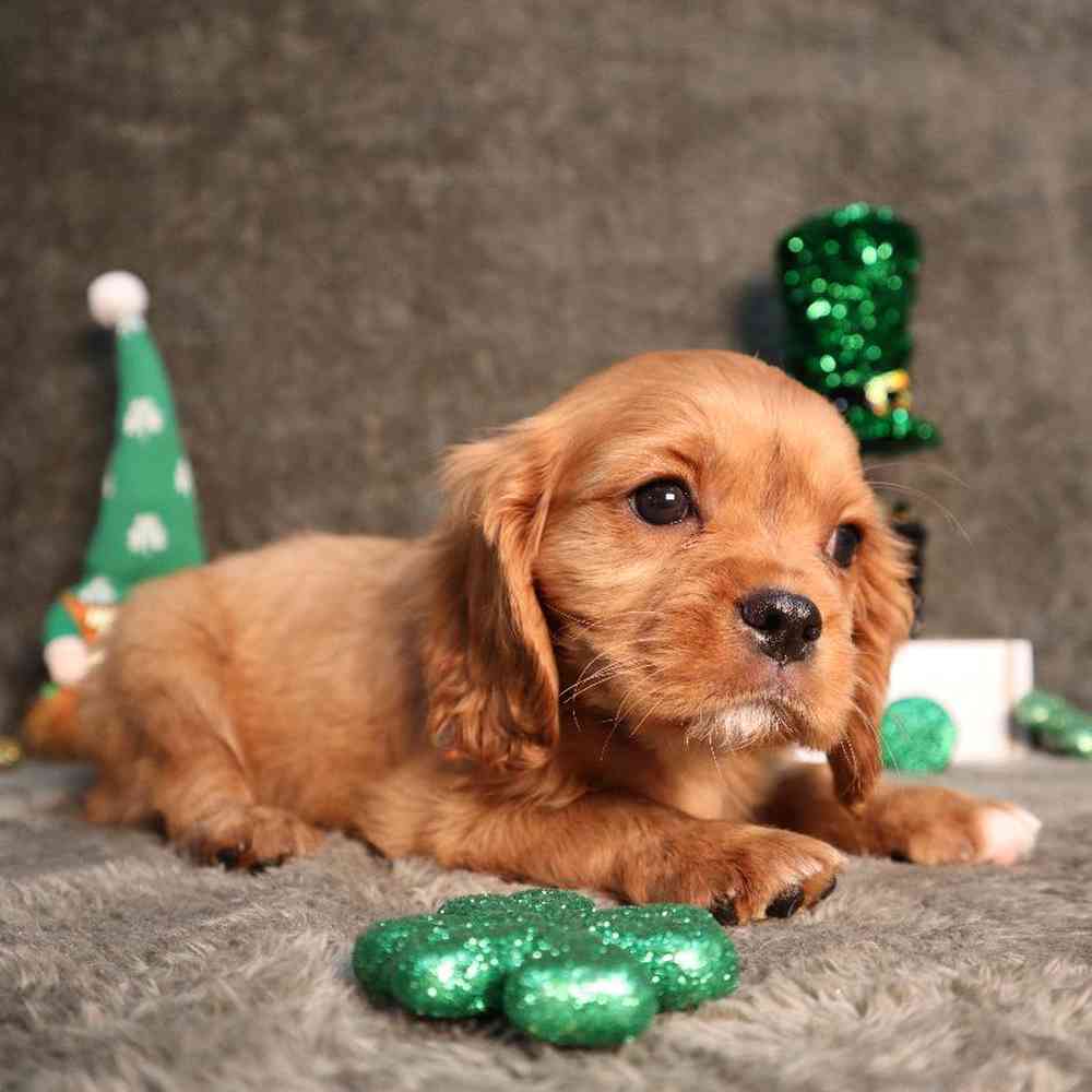 carousel pet images