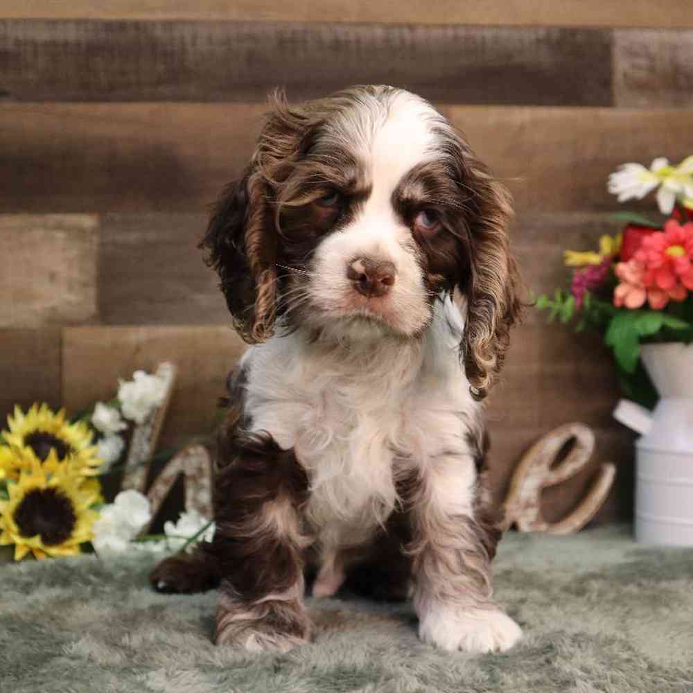 carousel pet images