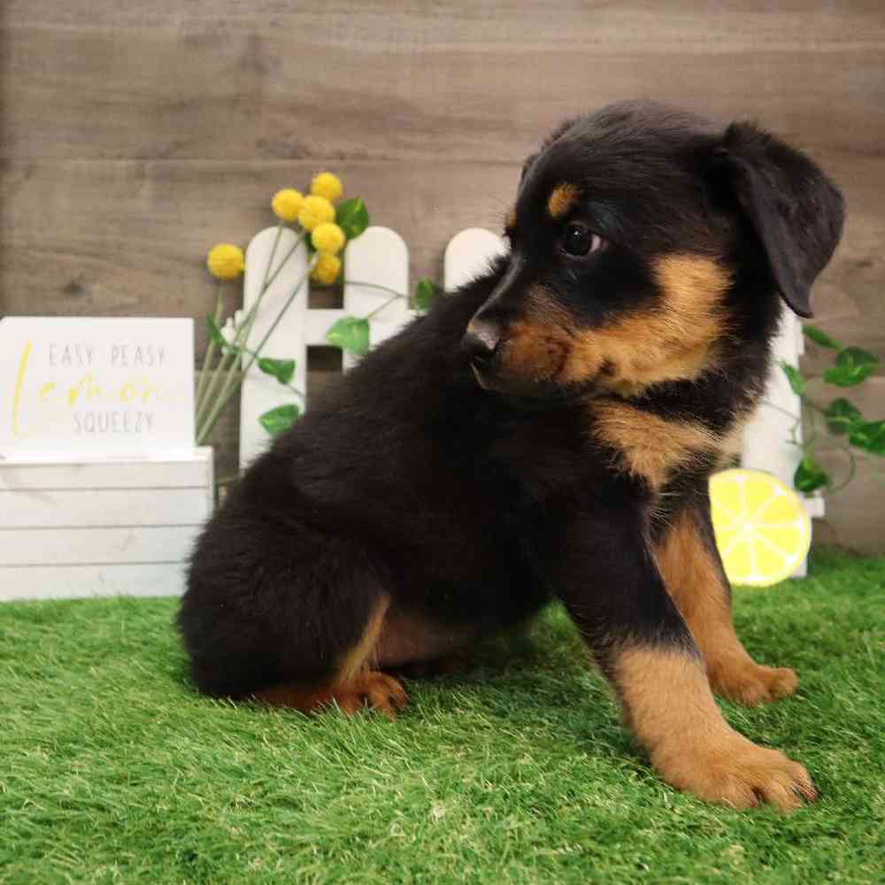 Female Rottweiler Puppy for Sale in Blaine, MN