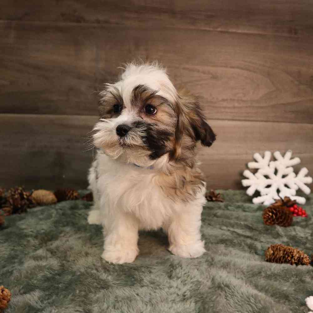 Male Shorkie Puppy for sale