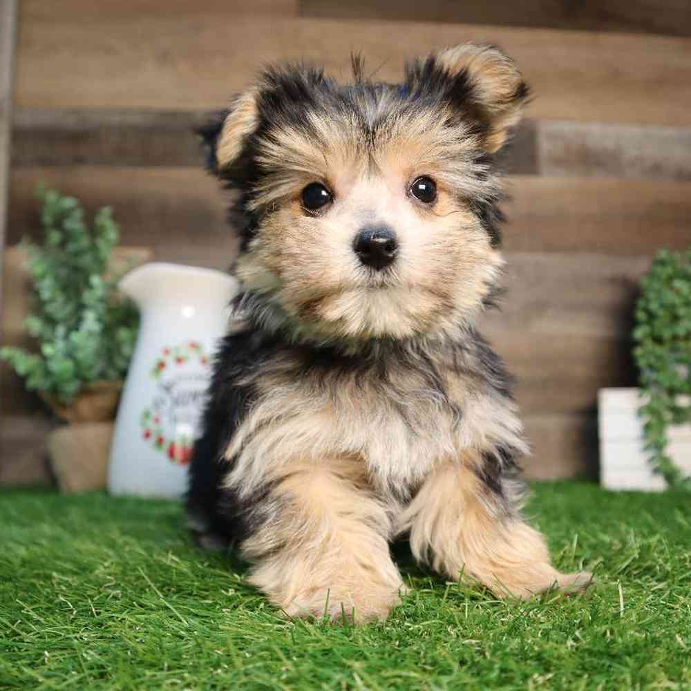 Male Morkie Puppy for Sale in Blaine, MN