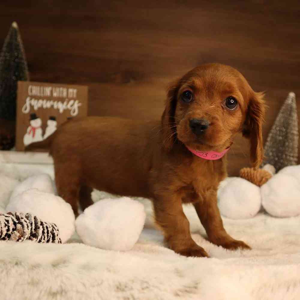 carousel pet images