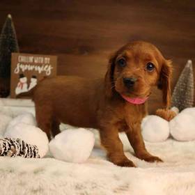 Cavapoo