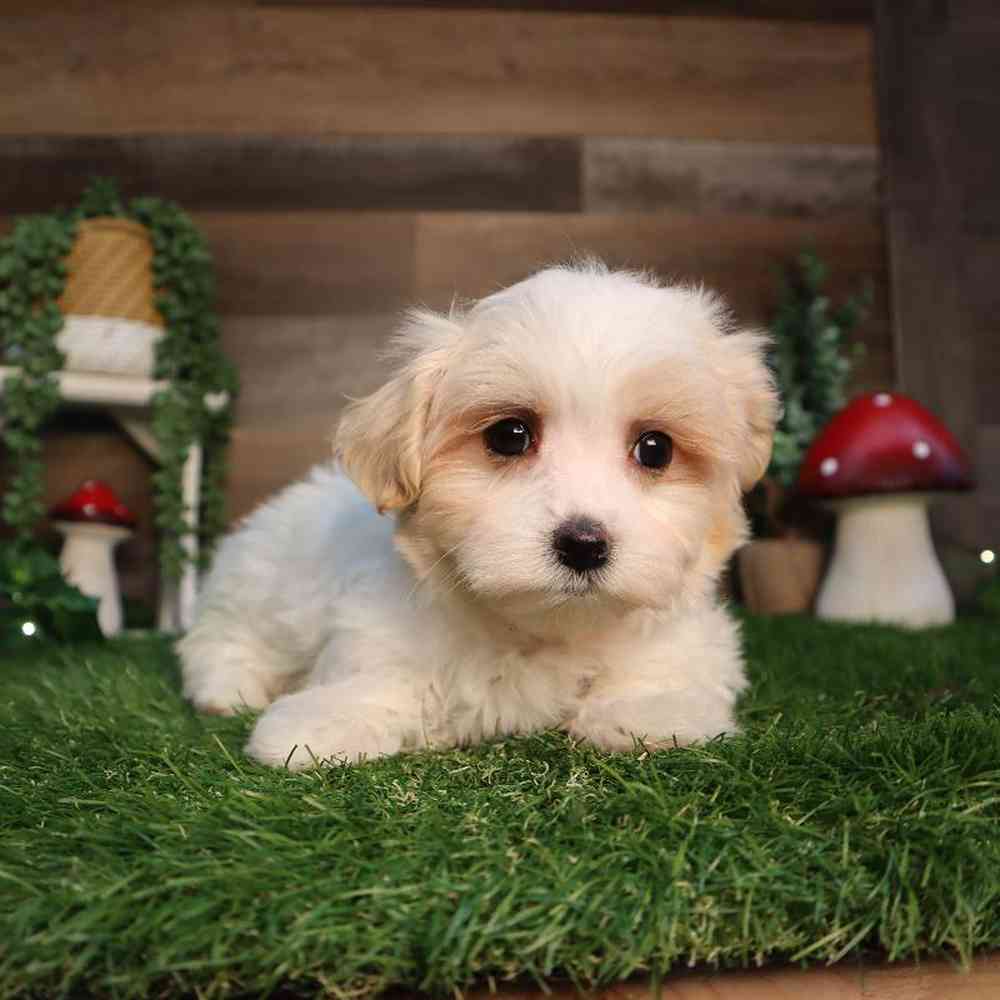 Female Maltese Puppy for Sale in Blaine, MN