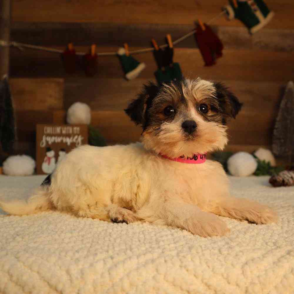 carousel pet images