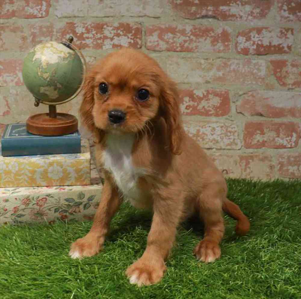carousel pet images