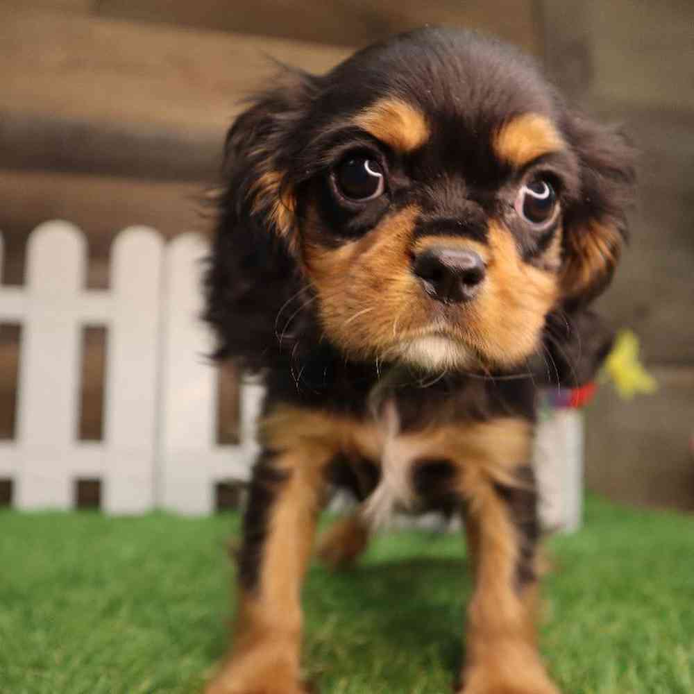 carousel pet images