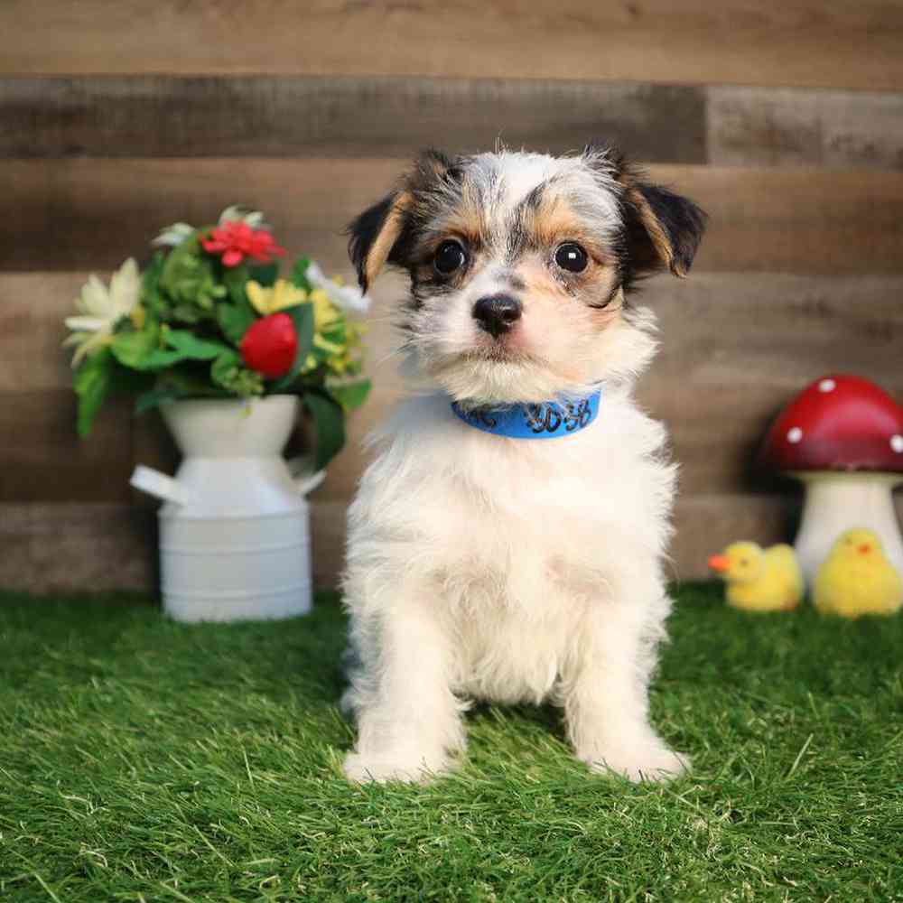 Male Morkie Puppy for Sale in Blaine, MN