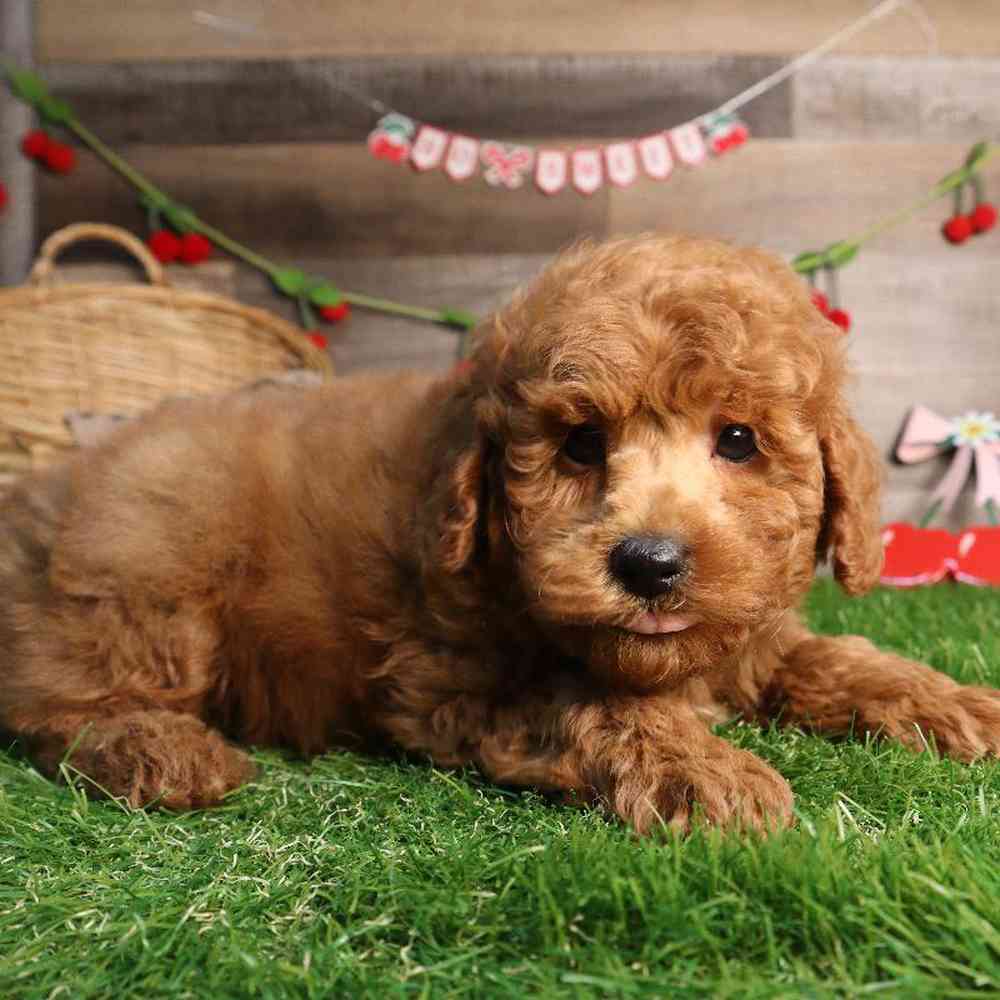 carousel pet images