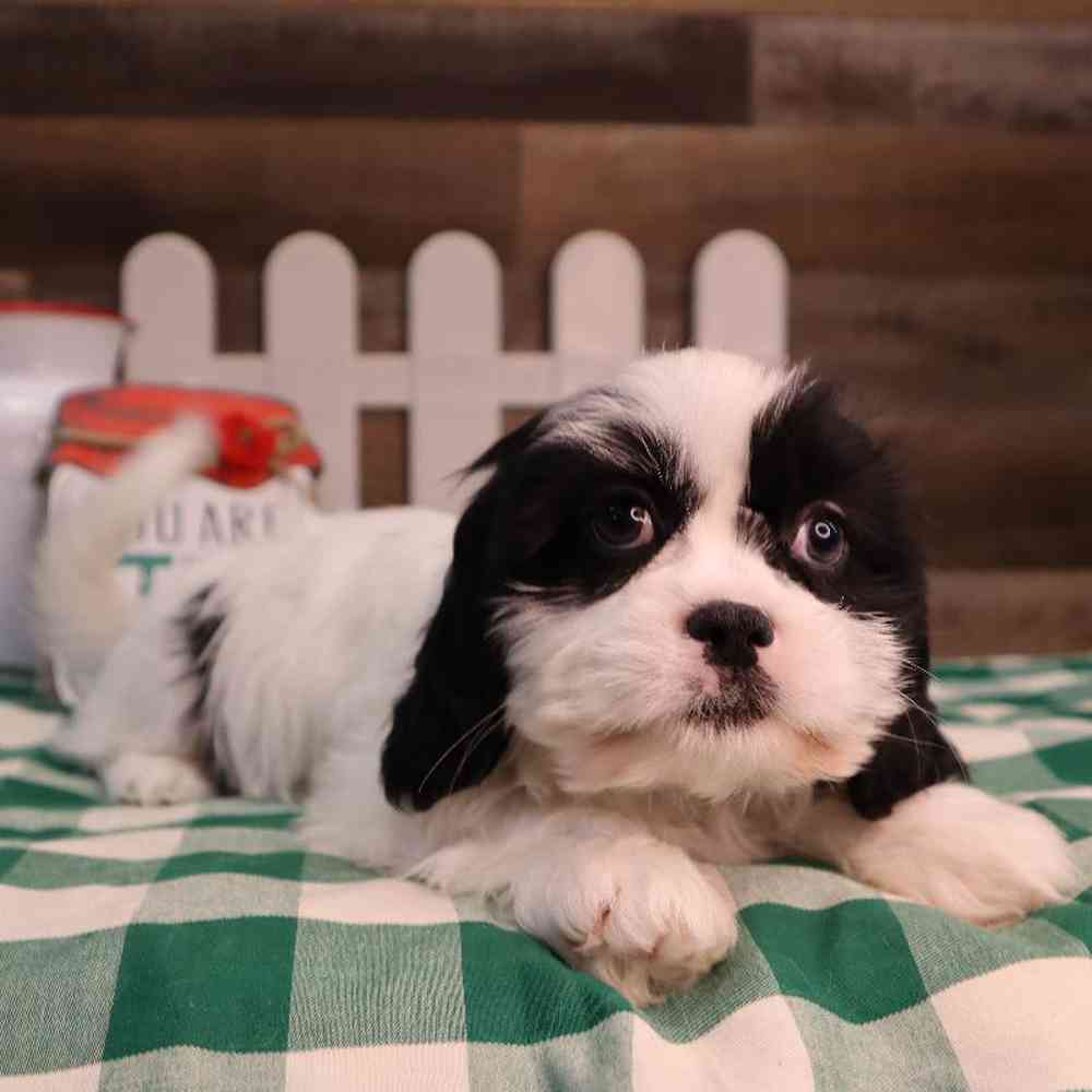 carousel pet images