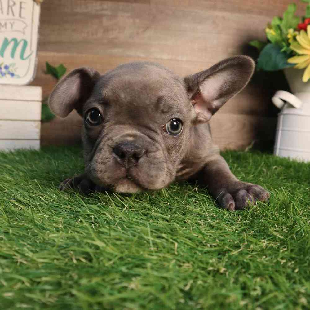 Female French Bulldog Puppy for Sale in Blaine, MN