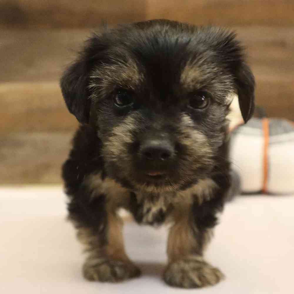 Male Yorkshire Terrier Puppy for sale