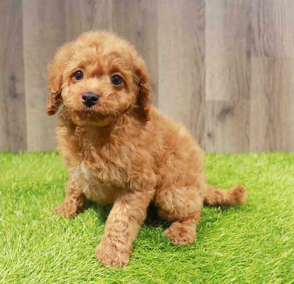 carousel pet images