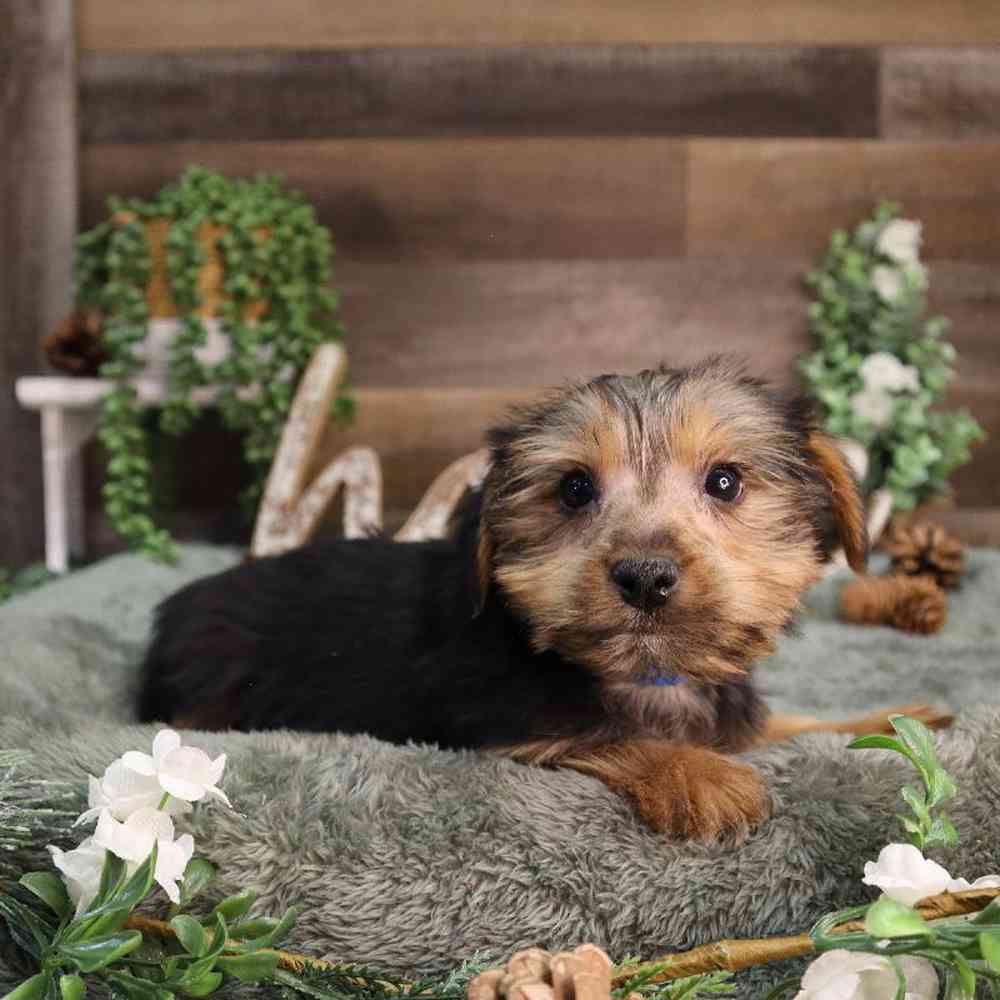 Male Yorkshire Terrier Puppy for Sale in Blaine, MN
