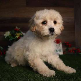 Teddy Poo