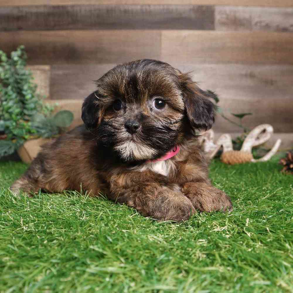 Female Shipoo Puppy for Sale in Blaine, MN