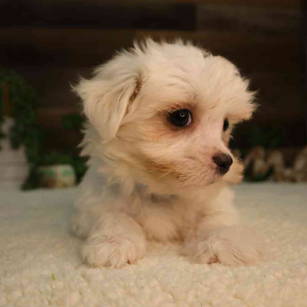 Male Maltese Puppy for Sale in Blaine, MN