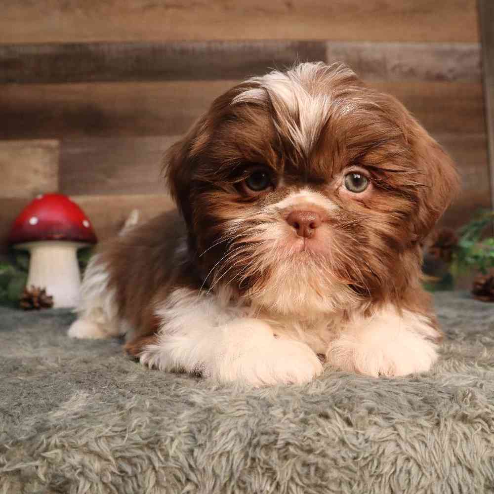 carousel pet images