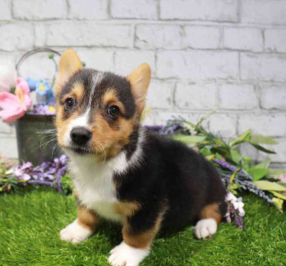 carousel pet images