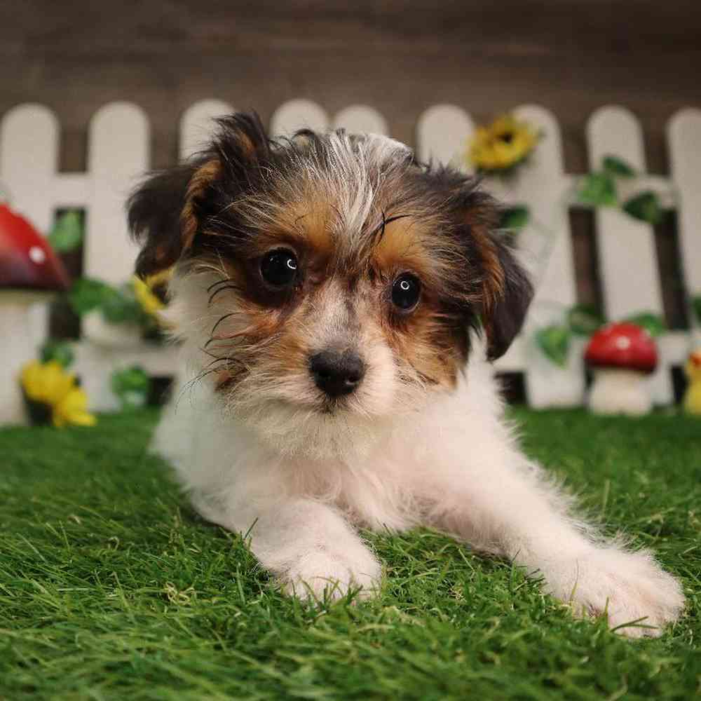 Male Yorkie-Poo Puppy for Sale in Blaine, MN