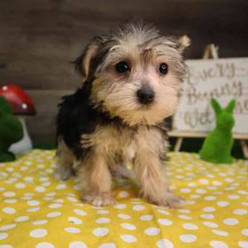 Morkie
