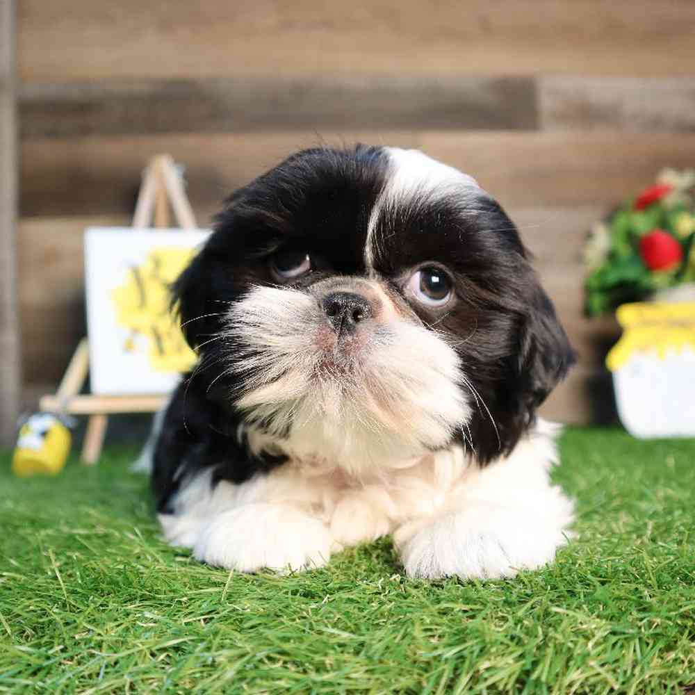 carousel pet images