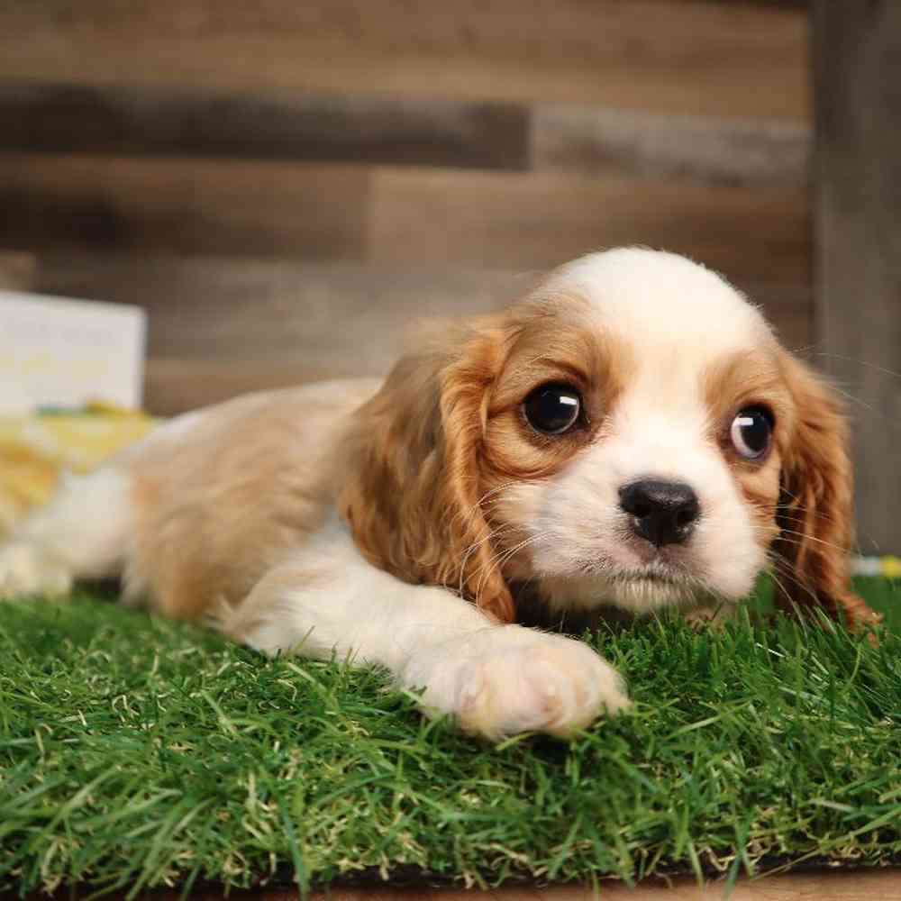 carousel pet images