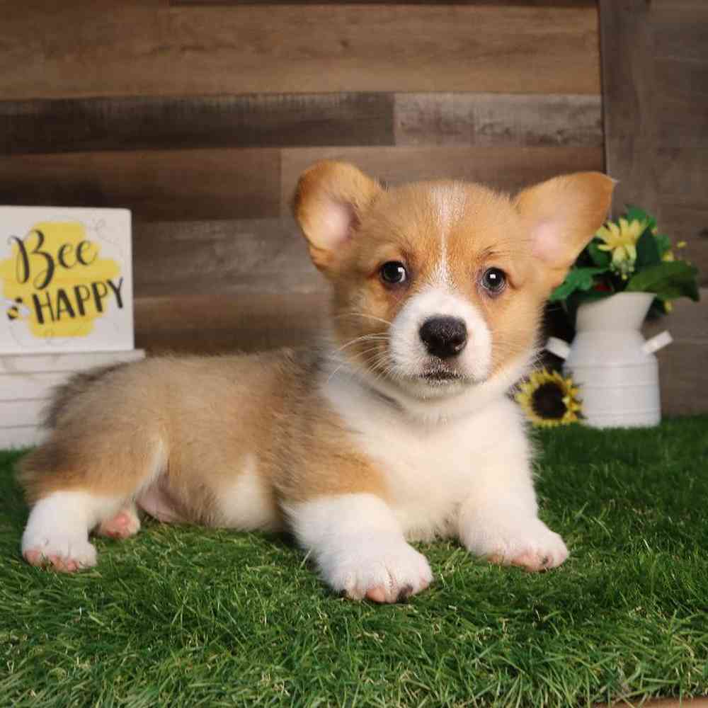 Male Pembroke Welsh Corgi Puppy for Sale in Blaine, MN