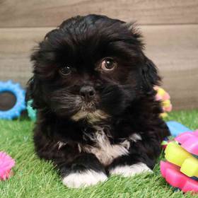 Shih Tzu