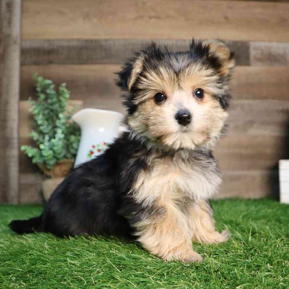 Male Morkie Puppy for Sale in Blaine, MN