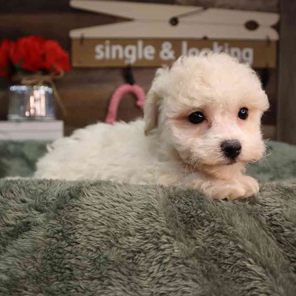 Female Bichon Frise Puppy for Sale in Blaine, MN