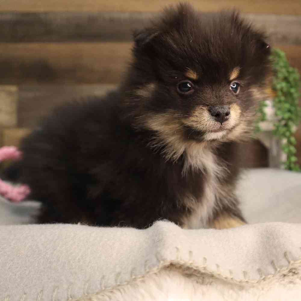 carousel pet images