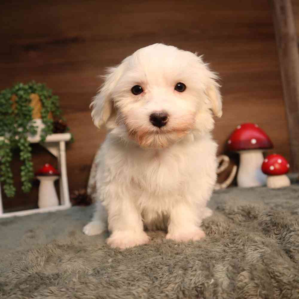 Male Maltichon Puppy for Sale in Blaine, MN