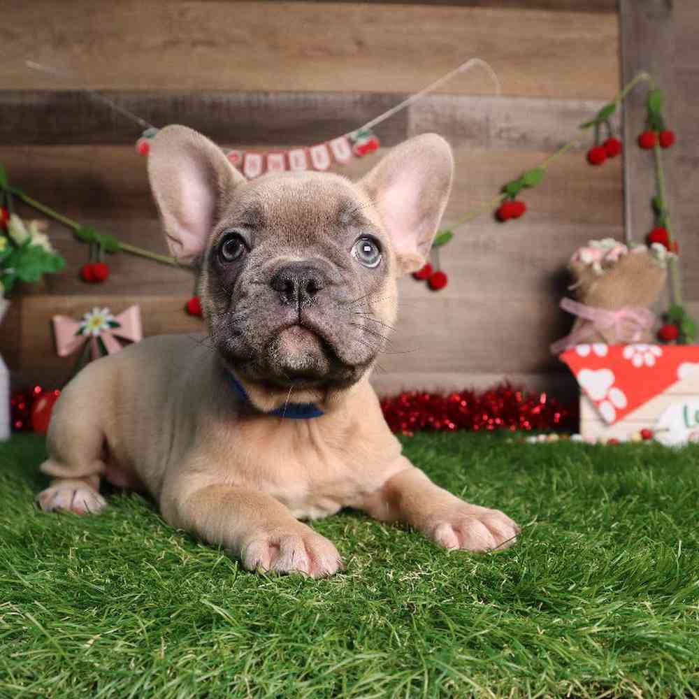 carousel pet images