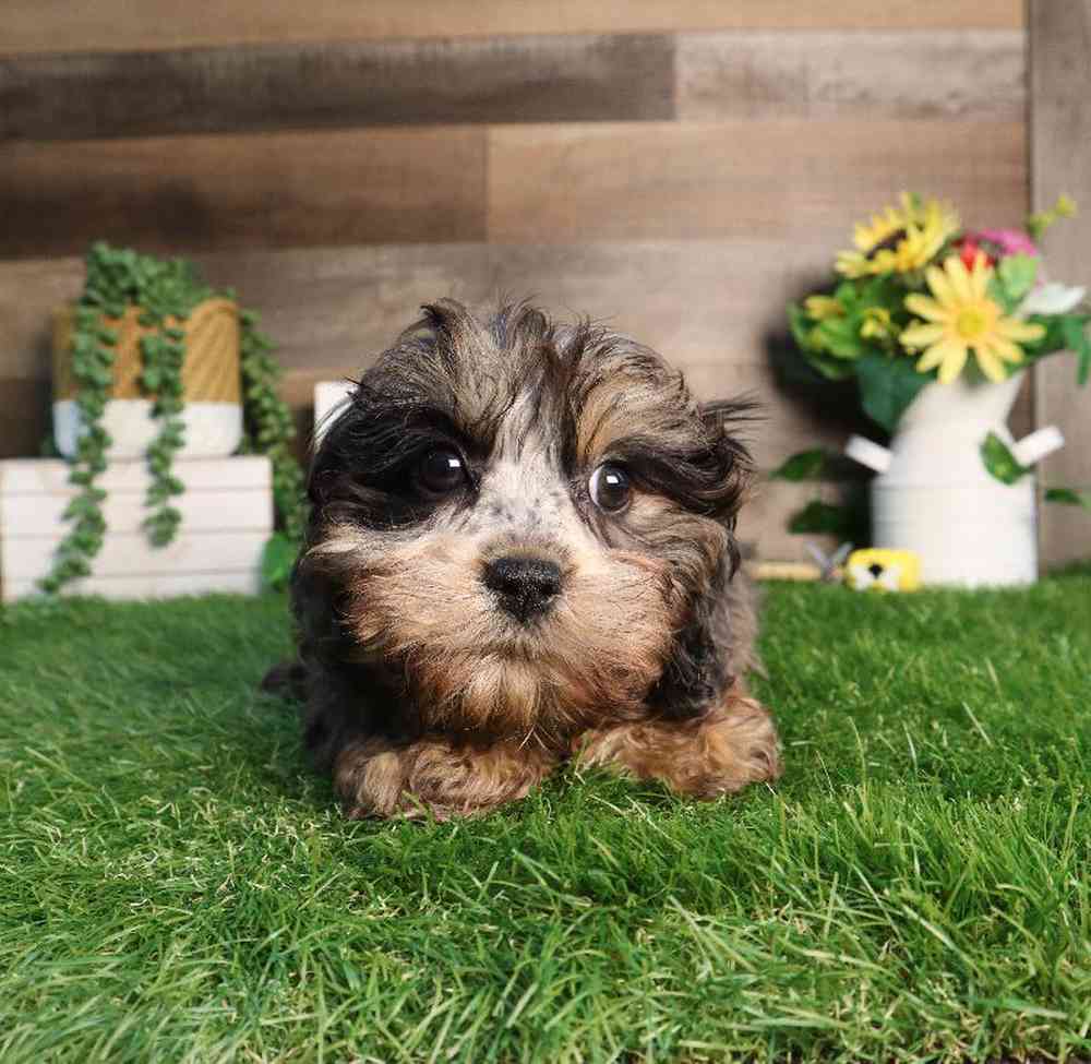 carousel pet images