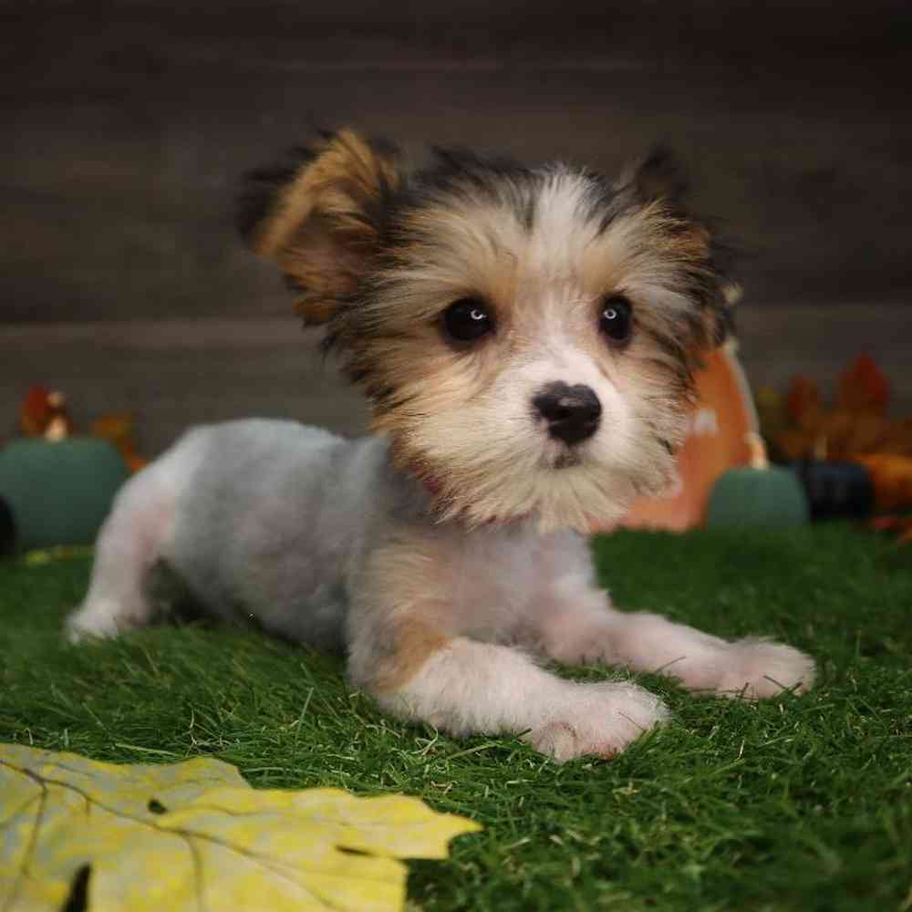 carousel pet images