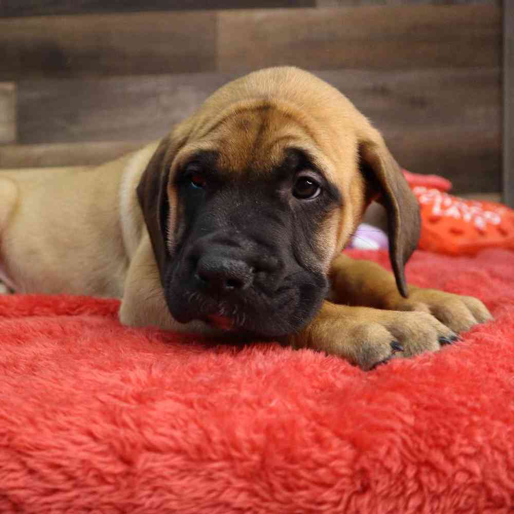 Female Bull Mastiff Puppy for Sale in Blaine, MN