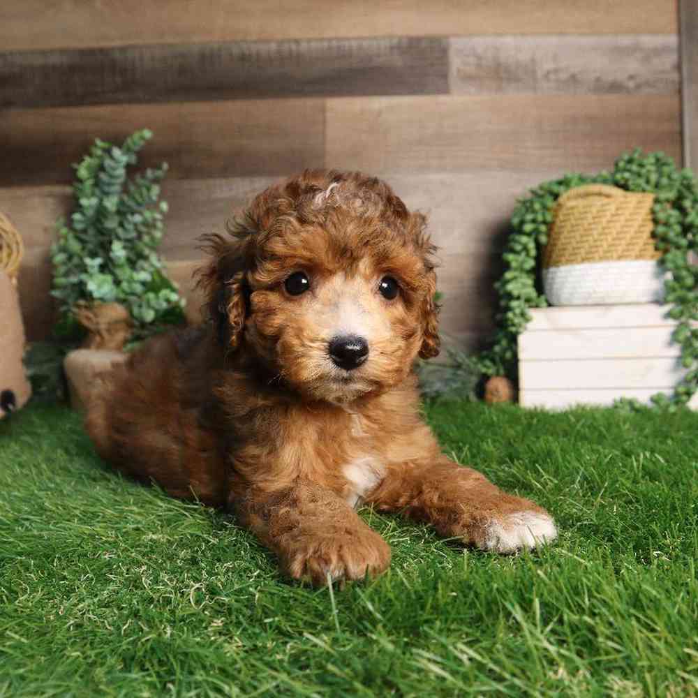 carousel pet images