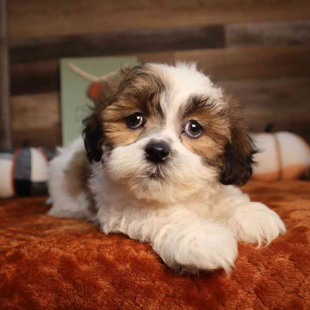 carousel pet images