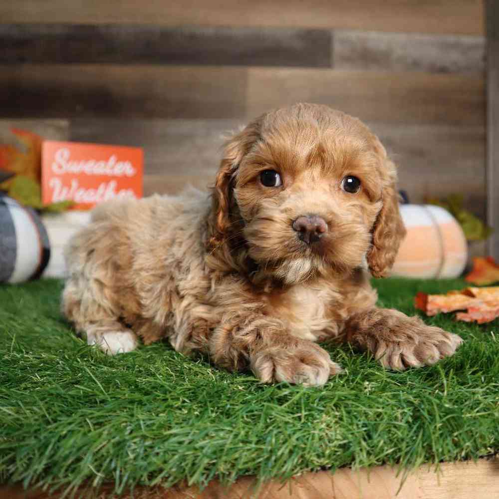 carousel pet images
