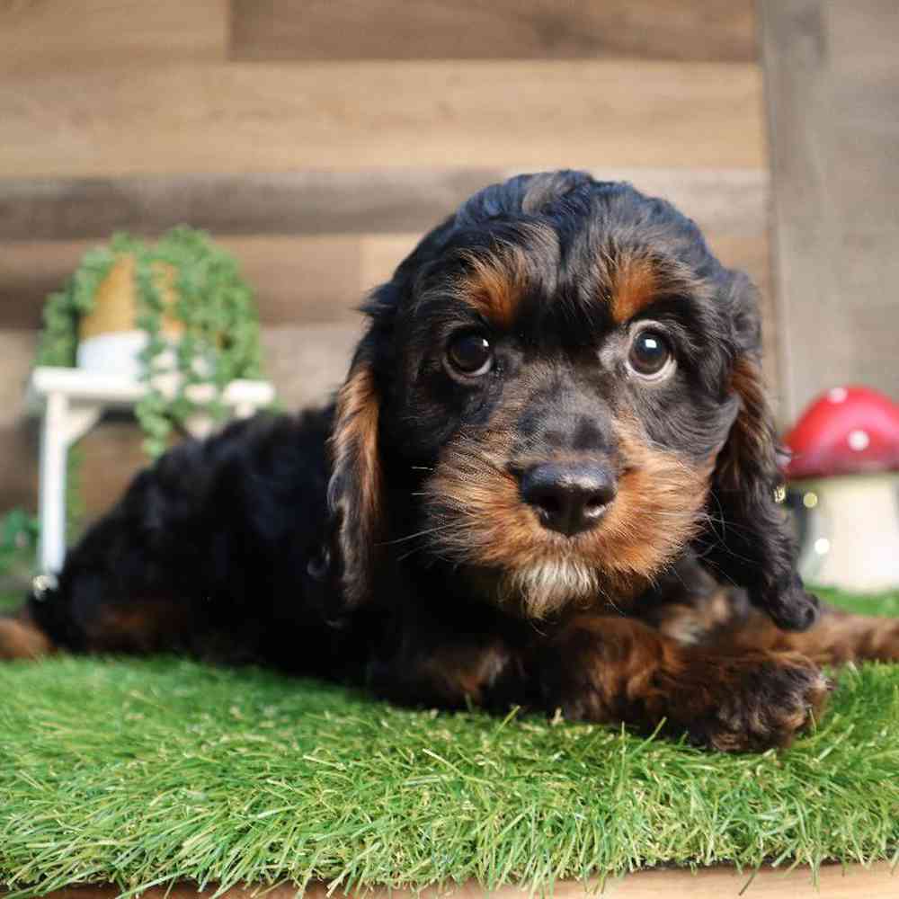 carousel pet images